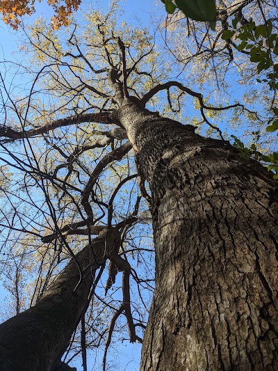 Belt Woods Natural Environment Area