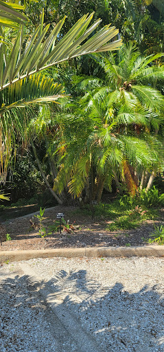 Palm Garden - Visual