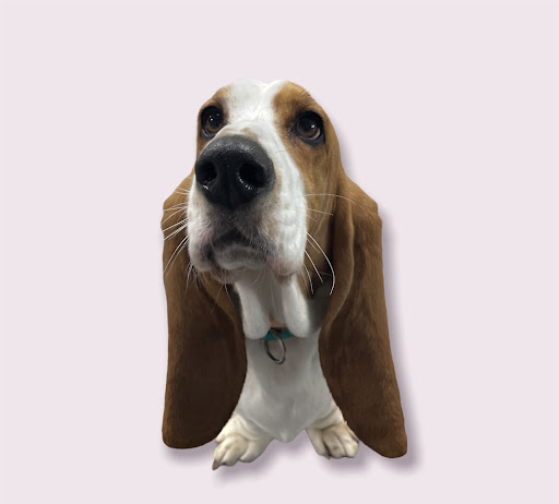 G Mobile Pet Spa - Thumbnail