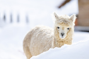 Photo n°11 de Ferme Jean des Houx à Sapois (Chambre d'hôtes)