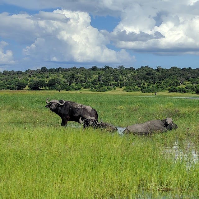 Chobe National Park