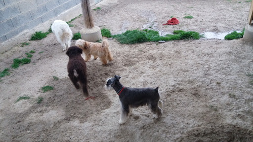 Hotel para perros Residencia Canina Naroa