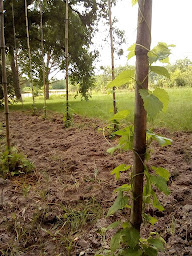 Photo n°2 de DOBLA à Servanches (Brasserie)