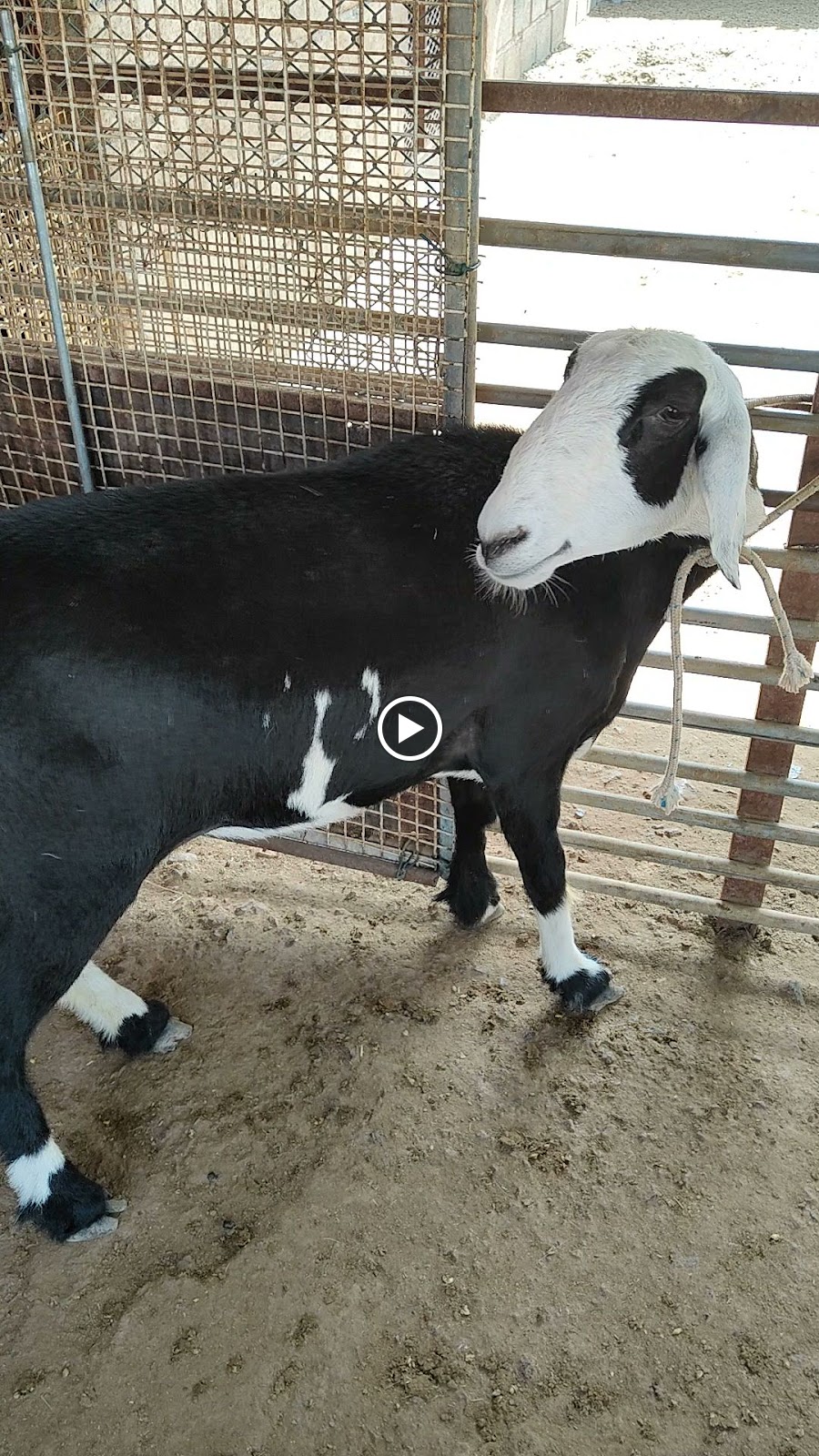 عيادة النخبة البيطرية - صورة 2