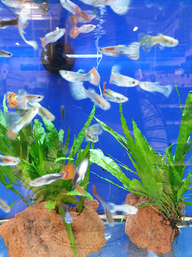 Opinii despre Pets at Home Plymouth în Plymouth - Shop