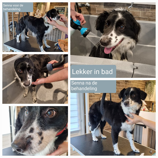 Pets Hair Studio Gallery - Netherlands