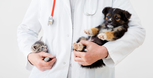 Looking for reliable pet care services in Gota? Our trusted and compassionate team provides compl… post image