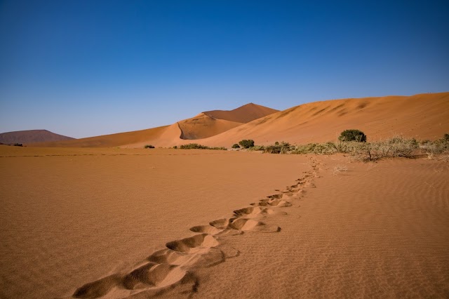 Big Daddy Dune