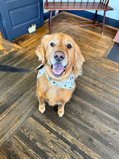 Paws Palace Gallery - United States