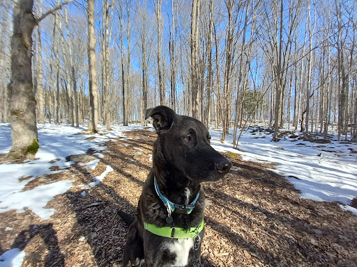 Woodchuck Hill Field and Forest Preserve - Thumbnail