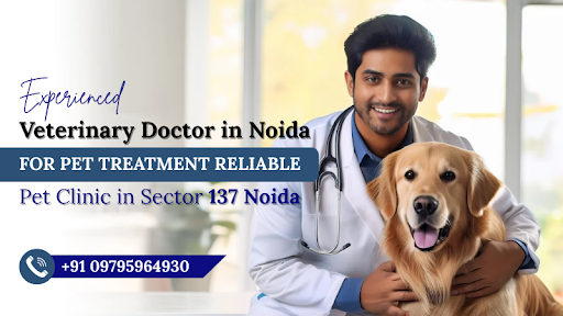 Experienced Veterinary Doctor in Noida for Pet Treatment post image