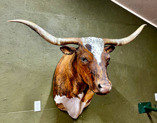Racks and Tracks Taxidermy Gallery - United States