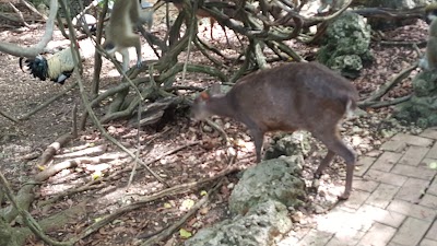 Photos of Barbados Wildlife Reserve, St. Andrew