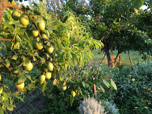 Photo n°14 de La Source, chambres d'hôtes écologique et vegetarienne à Chabeuil (Professeur de méditation)