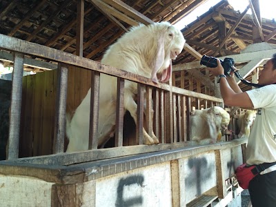 Photos of Peternakan Etawa Jaya