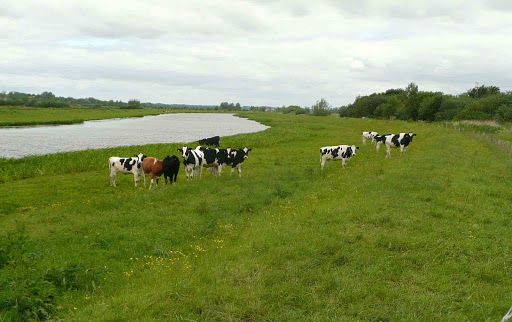 Landcafé Wiesenblick Inh. Manuela Schrank - Thumbnail