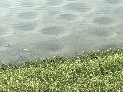 Photos of Ras Al Khor Wildlife Sanctuary Park