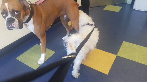Pet Vet Animal Hospital - Thumbnail