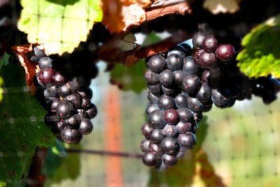 Stavalaura Vineyard