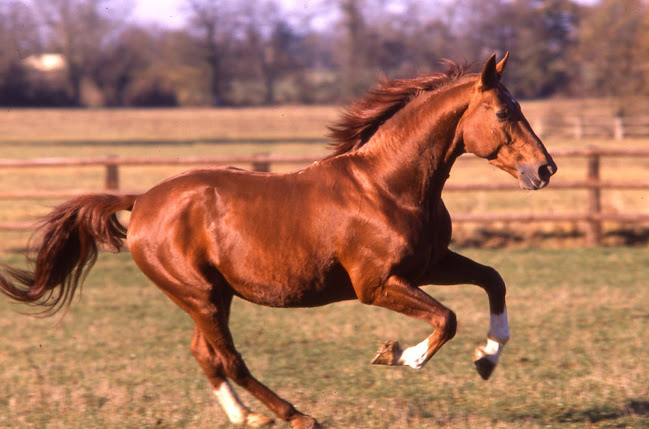 Avis sur Cabinet Vétérinaire Equin à Le Mans - Vétérinaire