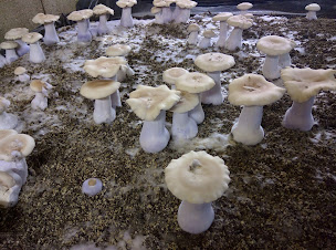 Photo n°1 de S.A.S LES CHAMPIGNONS DE CUSSANGY à Cussangy (Fournisseur de produits alimentaires)