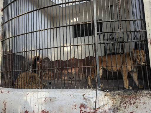 Giza Zoo Gallery - United States
