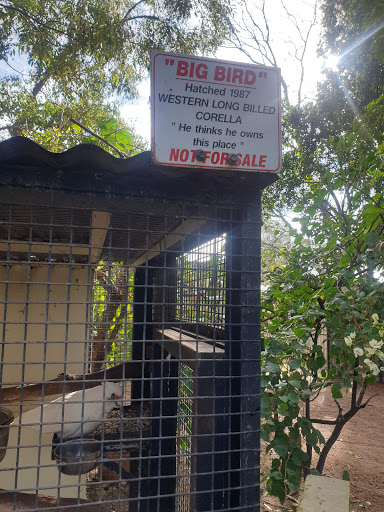 Birds 'N All Logo