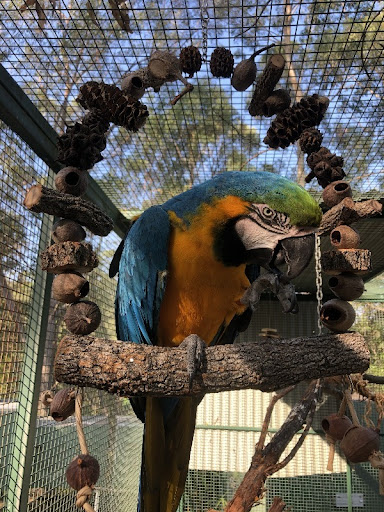 Chipper Parrots - Visual