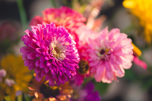 Wild Vine Floral - Thumbnail