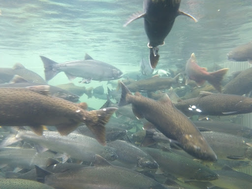 Puntledge River Hatchery