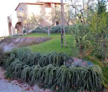 Cinti Vivai Piante e Fiori Ferretto, 45, 06061 Castiglione del Lago PG, Italia