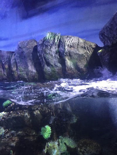 Photos of Aquarium of the Pacific