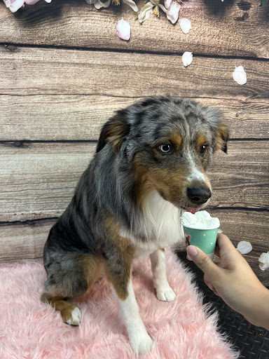 Paw Cutz (Aquia Grooming) Gallery - United States