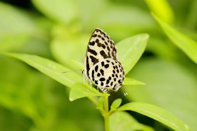 Photos of Butterfly Park And Research Centre Jahangirnagar University