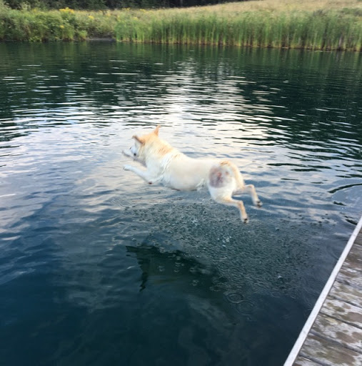 Boothbay Animal Hospital - Thumbnail