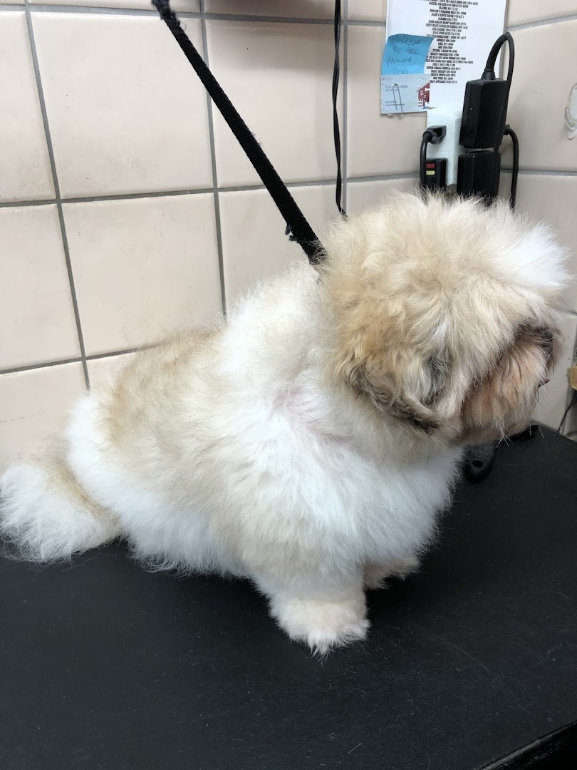 Vicky’s pet boutique photo 2