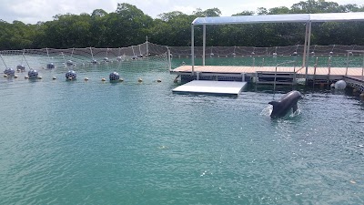 Photos of Delfinario Cayo Blanco