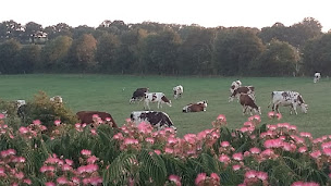 Photo n°1 de La ferme des Hirondelles Bio à Martigné-Ferchaud (Élevage laitier)