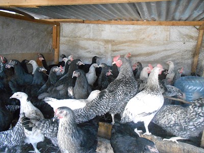 Photos of KARI IMPROVED KIENYEJI CHICKEN | HOMERANGE POULTRY KENYA | TRAINING ON KIENYEJI CHICKEN FARMING