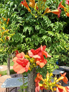 Jardineros Chiclana | Jardineria en Chiclana de la Frontera - Chiclana de la Frontera, Cádiz