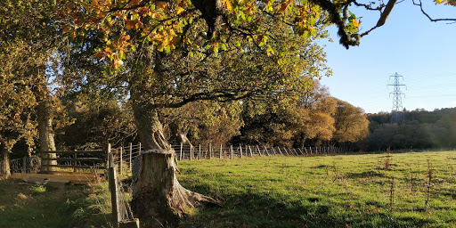 Gearrchoille Wood