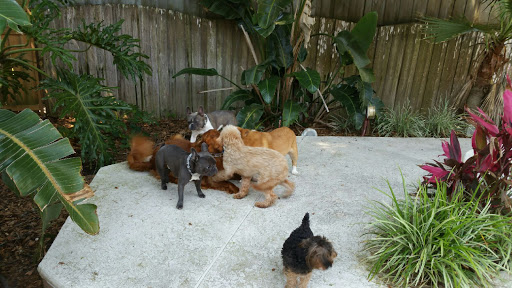 Dog Transformers - Visual