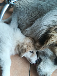 Photo n°33 de Les Terres d'Abalone à Cabanac-et-Villagrains (Éleveur de chiens)