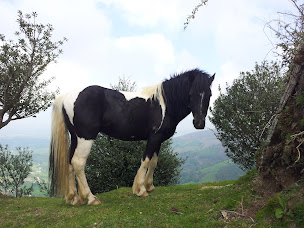 Photo n°7 de Élevage d'ETXE à Espelette (Éleveur)