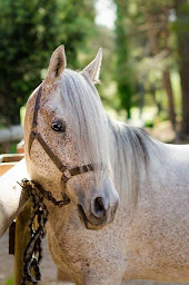 Photo n°11 de LE PETIT ROMAN à Maussane-les-Alpilles (Pension pour chevaux)