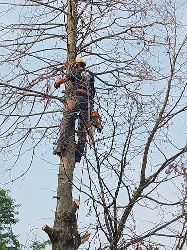 Adams Tree 🌳 Trimming