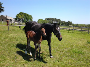 Photo n°8 de Ecurie CLV à Locoal-Mendon (Centre équestre)