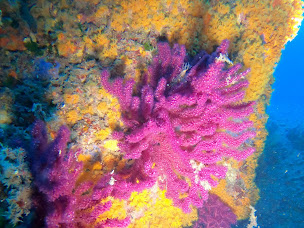 Photo n°13 de Amphibia à Beauvais (Club de plongée)