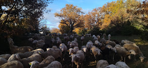 Photo n°6 de Gaec de la Raïole à Veyreau (Ferme bio)