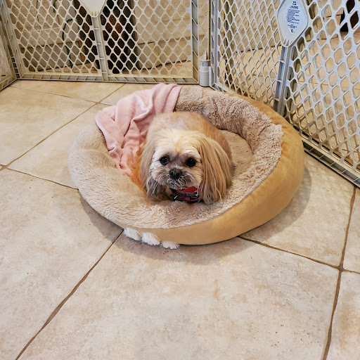 Town Commons Animal Hospital - Thumbnail